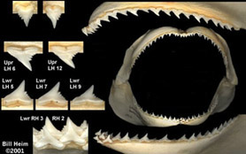 Galeorhinus galeus_05.jpg